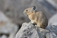 Pfeifhase - Pika - Ochotonidae