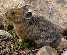 Pfeifhase - Pika - Ochotonidae