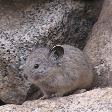 Pfeifhase - Pika - Ochotonidae