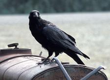 Rabe (raven)