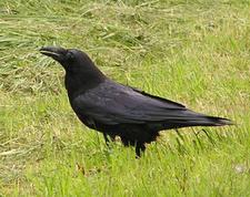 Rabe (raven)