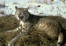 Rotluchs (bobcat)