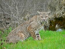 Rotluchs (bobcat)