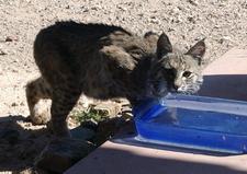 Rotluchs (bobcat)