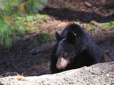 Schwarzbr (black bear)