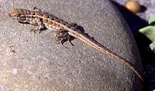 Seitenfleckleguan (common side-blotched lizard)