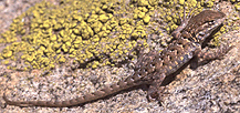 Seitenfleckleguan (common side-blotched lizard)