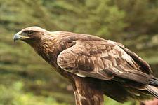 Steinadler (Golden eagle)