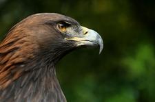 Steinadler (Golden eagle)