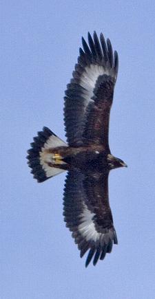 Steinadler (Golden eagle)