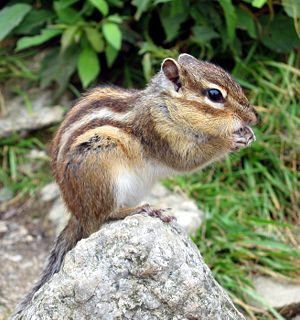 Streifenhrnchen (chipmunk)