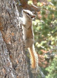 Streifenhrnchen (chipmunk)