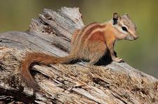 Streifenhrnchen (chipmunk)