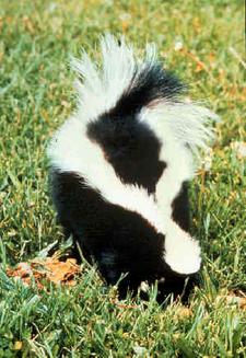 Streifenskunk (Striped skunk)