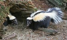 Streifenskunk (Striped skunk)