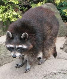 Waschbr (Raccoon)