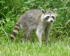 Waschbr (Raccoon)