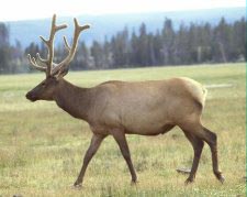 Wapiti (elk)