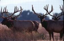 Wapiti (elk)