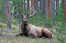 Wapiti (elk)