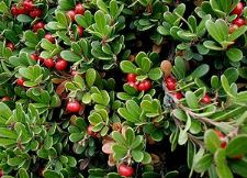 Brentraube - Manzanita - Arctostaphylos