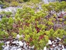 Brentraube - Manzanita - Arctostaphylos