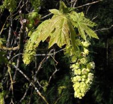 Oregon-Ahorn - Big leaf maple - Acer macrophyllum
