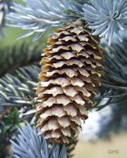 Blaue Stechfichte (blue spruce)