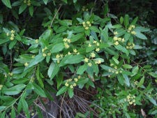 Kalifornischer Lorbeer - California bay laurel - Umbellularia californica