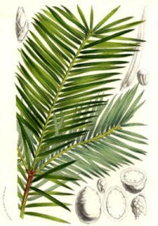 Kalifornische Nusseibe - California nutmeg - Torreya californica