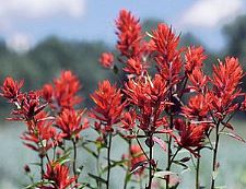 Castilleja - Indian paintbrush - Castilleja