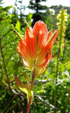 Castilleja miniata - Greater red indian paintbrush - Castilleja miniata