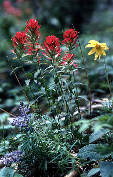 Castilleja miniata - Greater red indian paintbrush - Castilleja miniata