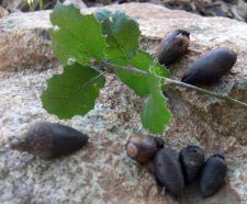 Kalifornische Steineiche - Coast live oak - Quercus agrifolia