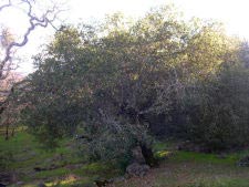 Kalifornische Steineiche - Coast live oak - Quercus agrifolia