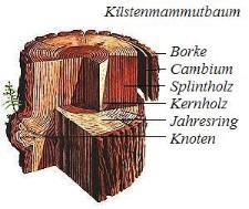 Kstenmammutbaum - Coastal redwood - Sequoia sempervirens