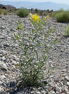 Glattstngelige Mentzelie - yellow blazing star - Mentzelia laevicaulis