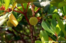 Erdbeerbaum - Madrone - Arbutus