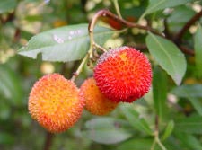 Erdbeerbaum - Madrone - Arbutus