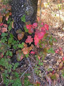 Gifteiche - Poison oak - Toxicodendron diversilobum