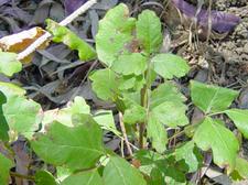 Gifteiche - Poison oak - Toxicodendron diversilobum