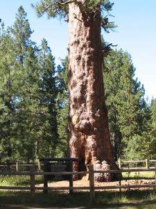 Gelb-Kiefer - Ponderosa pine - Pinus ponderosa