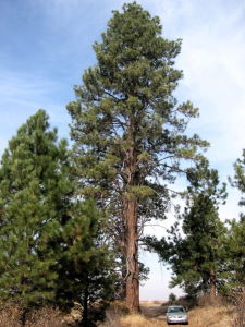 Gelb-Kiefer - Ponderosa pine - Pinus ponderosa