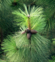 Gelb-Kiefer - Ponderosa pine - Pinus ponderosa