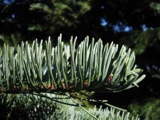 Pracht-Tanne - Red fir - Abies magnifica