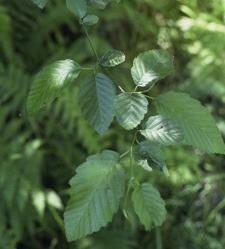 Amerikanische Roterle - Red alder - Alnus rubra