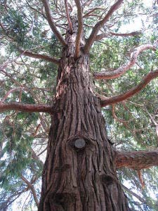 Weihrauchzeder - Incense cedar - Calocedrus decurrens