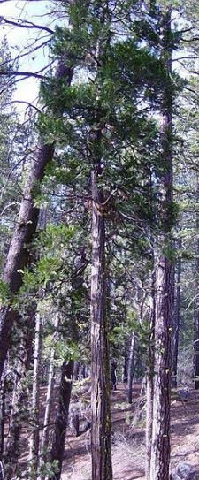 Weihrauchzeder - Incense cedar - Calocedrus decurrens