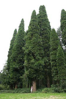 Weihrauchzeder - Incense cedar - Calocedrus decurrens