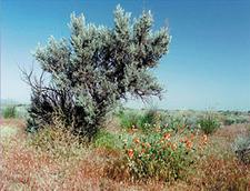 Wüsten-Beifuß - Sagebrush - Artemisia tridentata